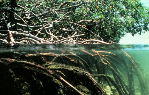 Naworzyny - formacje mangrowe